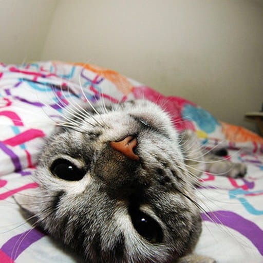 Varanus