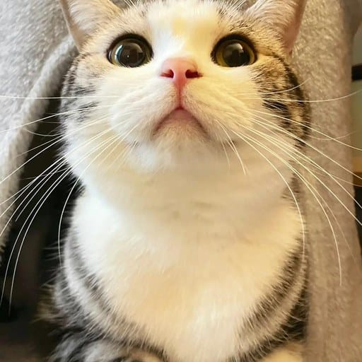 chiguo