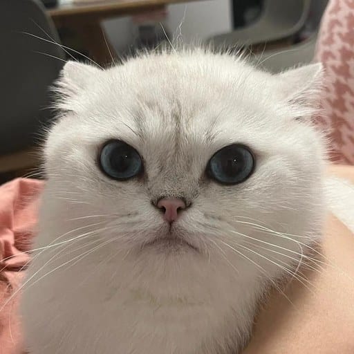 Luka